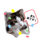 ネコでかわいく返信（個別スタンプ：20）