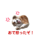 フィーマベルナスタンプ VOL.1（個別スタンプ：2）