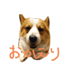いぬたちとまいにち3（個別スタンプ：2）