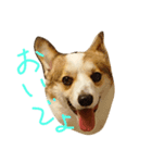 いぬたちとまいにち3（個別スタンプ：5）
