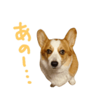 いぬたちとまいにち3（個別スタンプ：7）