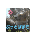 コーギーLUCIE（個別スタンプ：1）
