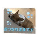 コーギーLUCIE（個別スタンプ：5）