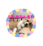 コーギーLUCIE（個別スタンプ：6）