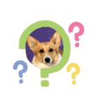 コーギーLUCIE（個別スタンプ：9）
