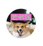 コーギーLUCIE（個別スタンプ：10）