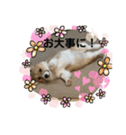 コーギーLUCIE（個別スタンプ：11）