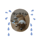 コーギーLUCIE（個別スタンプ：12）
