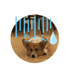 コーギーLUCIE（個別スタンプ：13）