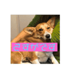 コーギーLUCIE（個別スタンプ：23）