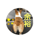 コーギーLUCIE（個別スタンプ：25）