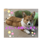 コーギーLUCIE（個別スタンプ：26）