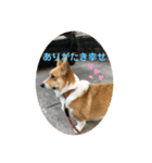 コーギーLUCIE（個別スタンプ：27）