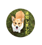コーギーLUCIE（個別スタンプ：29）