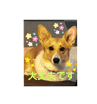 コーギーLUCIE（個別スタンプ：36）