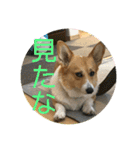コーギーLUCIE（個別スタンプ：37）