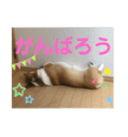 コーギーLUCIE（個別スタンプ：38）