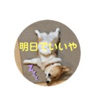 コーギーLUCIE（個別スタンプ：39）