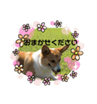 コーギーLUCIE（個別スタンプ：40）