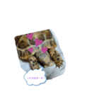 わたしの亀（個別スタンプ：1）