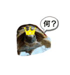 わたしの亀（個別スタンプ：2）