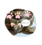 わたしの亀（個別スタンプ：7）