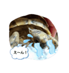 わたしの亀（個別スタンプ：8）