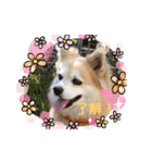 今日のちゃこちゃん2（個別スタンプ：4）
