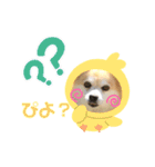 今日のちゃこちゃん2（個別スタンプ：18）