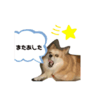 今日のちゃこちゃん2（個別スタンプ：23）