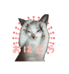 ふぶちゃんスタンプ（個別スタンプ：1）
