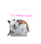 ふぶちゃんスタンプ（個別スタンプ：7）