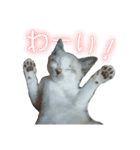 ふぶちゃんスタンプ（個別スタンプ：8）