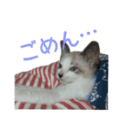 ふぶちゃんスタンプ（個別スタンプ：9）