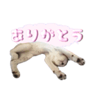 ふぶちゃんスタンプ（個別スタンプ：13）