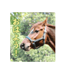ホーストレッキングファーム三浦海岸の馬達（個別スタンプ：1）