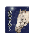 ホーストレッキングファーム三浦海岸の馬達（個別スタンプ：2）