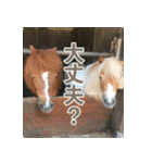 ホーストレッキングファーム三浦海岸の馬達（個別スタンプ：3）