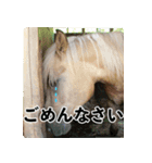 ホーストレッキングファーム三浦海岸の馬達（個別スタンプ：4）