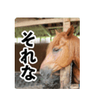 ホーストレッキングファーム三浦海岸の馬達（個別スタンプ：5）