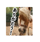 ホーストレッキングファーム三浦海岸の馬達（個別スタンプ：6）
