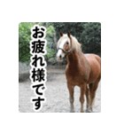 ホーストレッキングファーム三浦海岸の馬達（個別スタンプ：7）