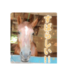 ホーストレッキングファーム三浦海岸の馬達（個別スタンプ：8）