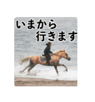 ホーストレッキングファーム三浦海岸の馬達（個別スタンプ：9）