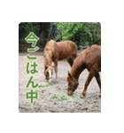 ホーストレッキングファーム三浦海岸の馬達（個別スタンプ：10）