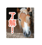 ホーストレッキングファーム三浦海岸の馬達（個別スタンプ：11）