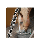 ホーストレッキングファーム三浦海岸の馬達（個別スタンプ：12）