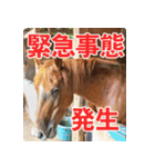 ホーストレッキングファーム三浦海岸の馬達（個別スタンプ：13）