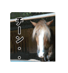 ホーストレッキングファーム三浦海岸の馬達（個別スタンプ：14）