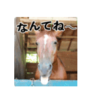 ホーストレッキングファーム三浦海岸の馬達（個別スタンプ：15）